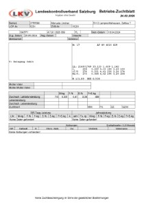 tr�chtige Fleckvieh Kalbin zu verkaufen, beweidet und ruhig